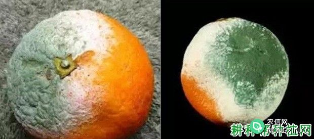 柑橘青霉病如何防治