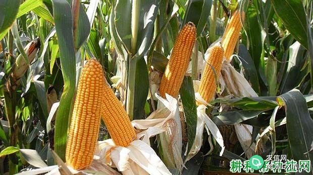 豫丰3358玉米品种好不好