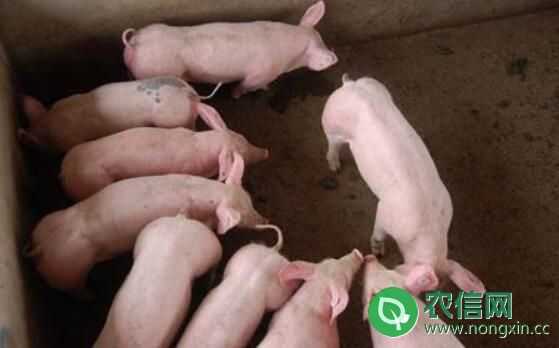 猪怎么喂长的快，猪快速催肥的好方法，效果不错