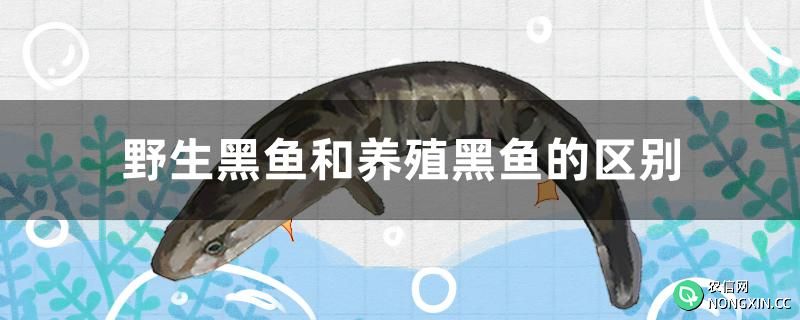 野生黑鱼和养殖黑鱼的区别是什么
