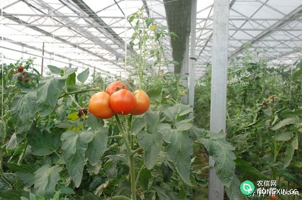 如何种植温室越冬番茄