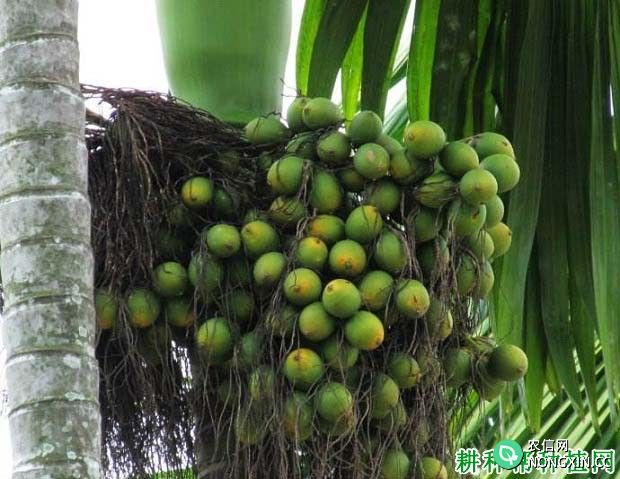 海拔对槟榔的产量有哪些影响