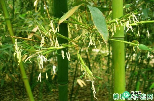 怎么预防竹子开花