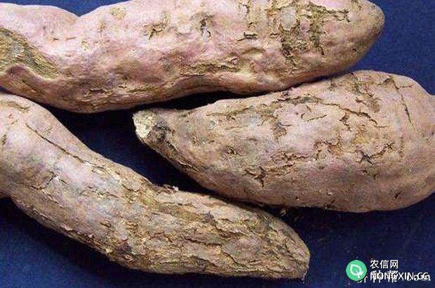 红薯苗期常见的症状有哪些