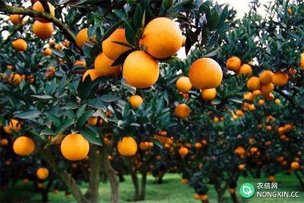 如何确定柑橘的采收时间