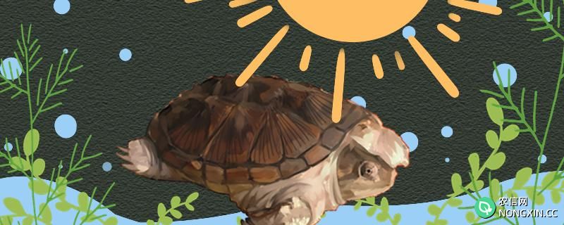 小鳄龟要晒太阳吗，需要加热棒吗