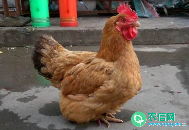 浦东鸡简介，上海本地土鸡品种，人称“九斤黄”(图2)