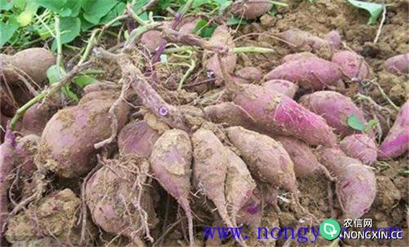 紫薯的病虫害有哪些 紫薯的病虫害防治技术