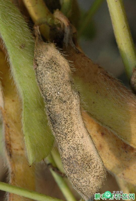 种植大豆如何防治大豆荚枯病