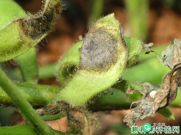 种植大豆如何防治大豆荚枯病