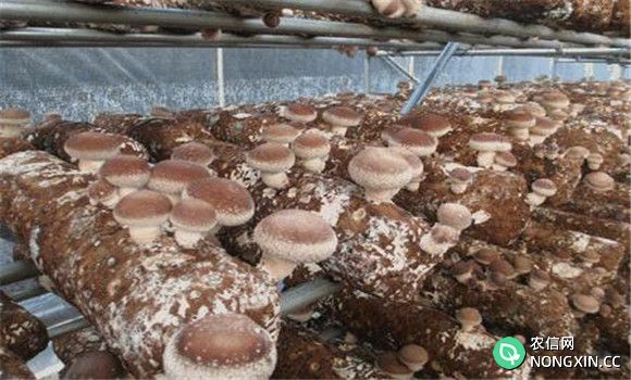 香菇种植温度是多少