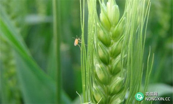 小麦的生长过程是怎样的
