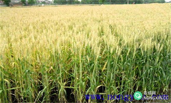 小麦何时传入中国
