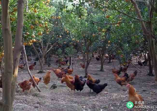 生态养殖鸡需要注意哪些问题