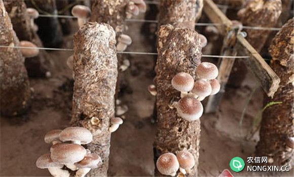 香菇生长发育的条件要求
