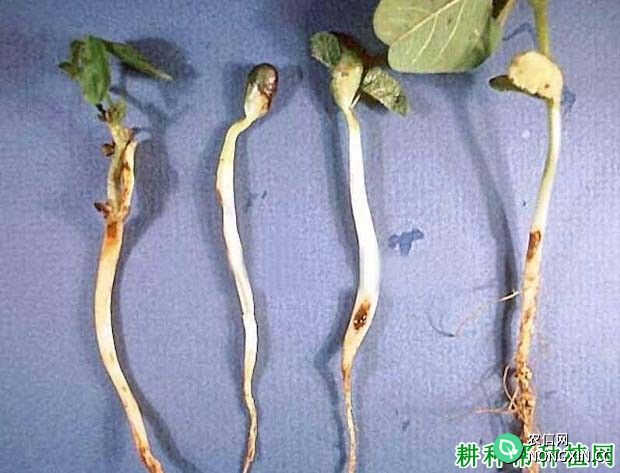种植大豆如何防治大豆立枯病
