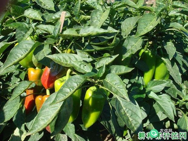 什么农药可以提高辣椒坐果率和产量