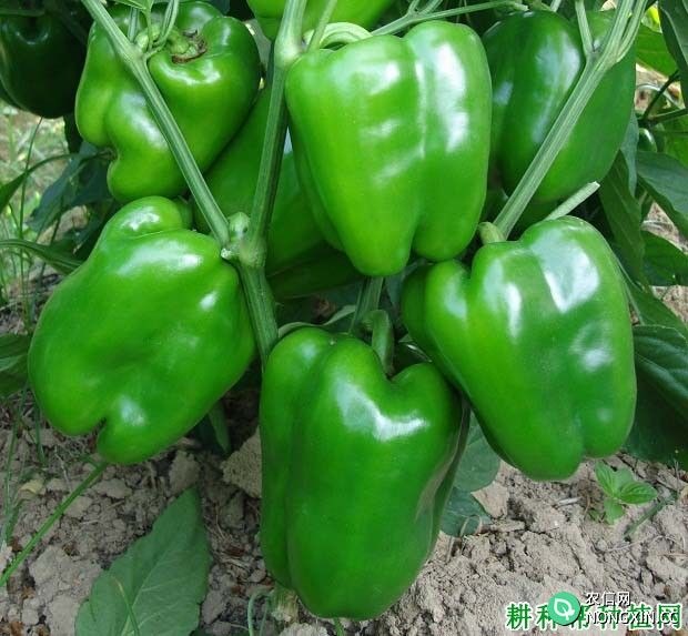 什么农药可以提高辣椒坐果率和产量