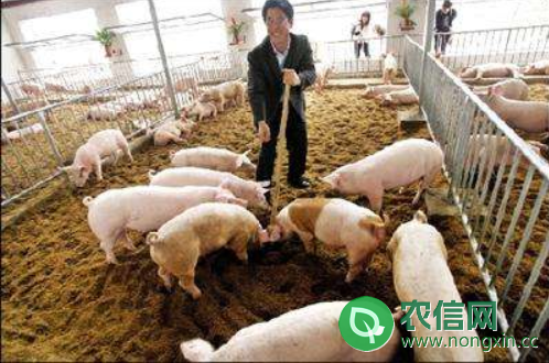 怎么养猪节省成本，八大措施降成本