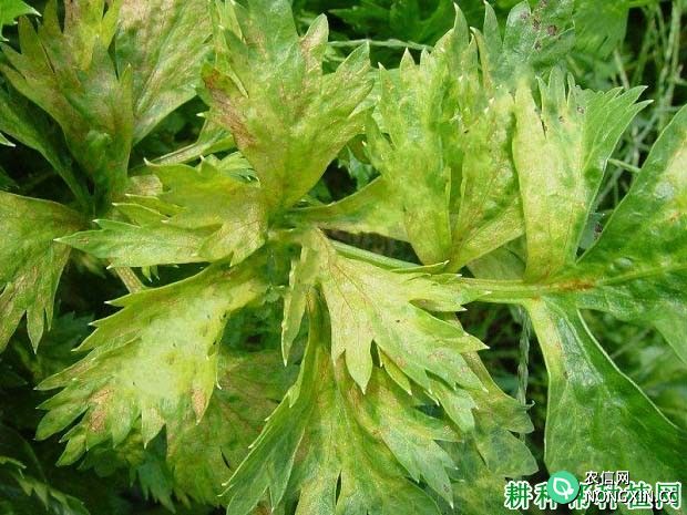 种芹菜如何防治芹菜细菌叶斑病
