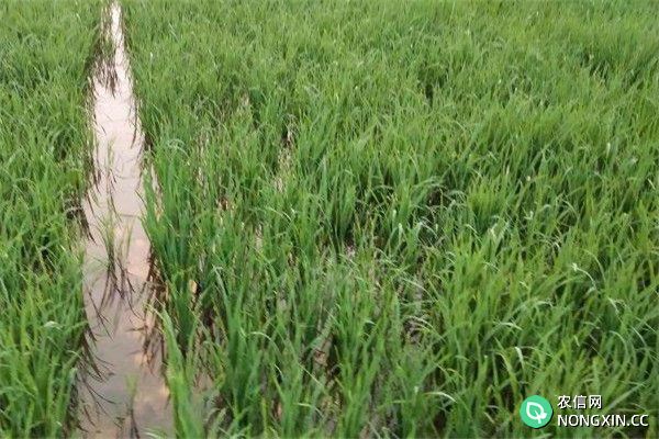 多效唑能与水稻除草剂混用吗