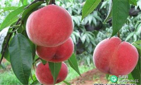 桃树种植的方法，桃树种植新技术介绍