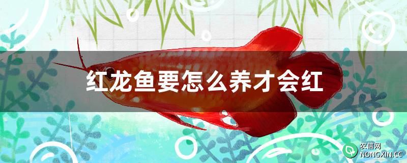 红龙鱼要怎么养才会红