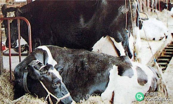 如何治疗奶牛生产瘫痪