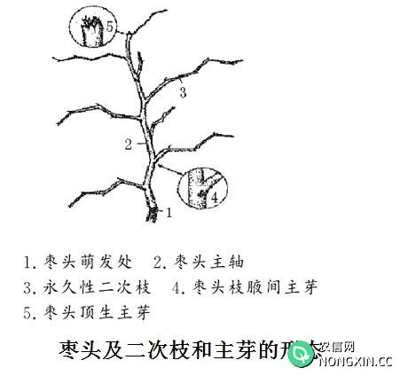 枣树枝芽分为哪些有什么特性