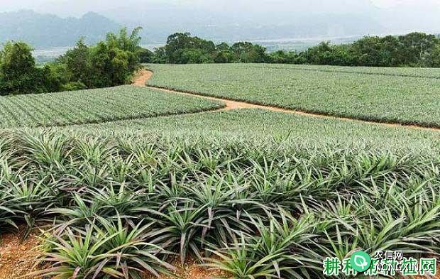 菠萝的高产种植技术