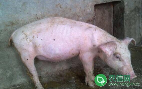 从猪的体温上判断常见猪病的方法
