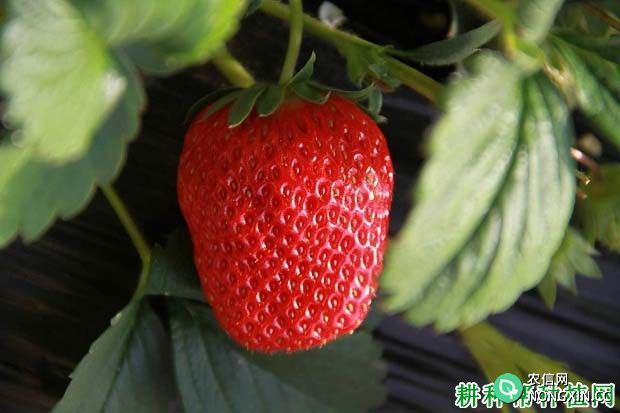 草莓个大、畸形、发白、空心是不是打了膨大剂