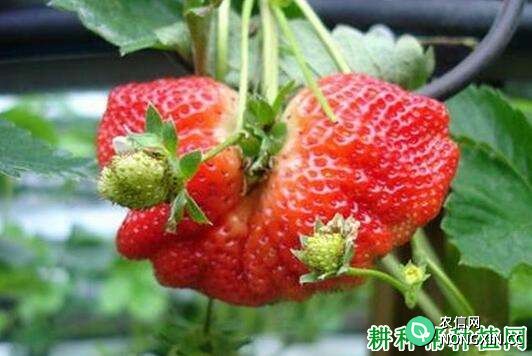 草莓个大、畸形、发白、空心是不是打了膨大剂