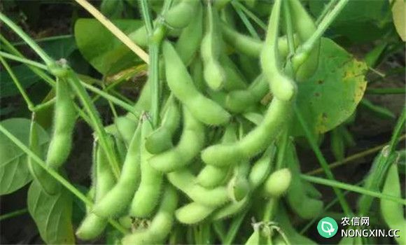 大豆钼肥的拌种方法