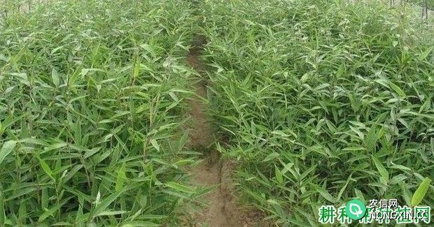 竹子如何用种子育苗