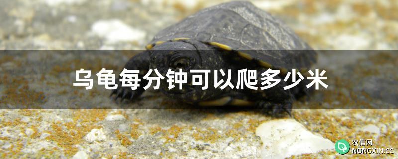 乌龟每分钟可以爬多少米