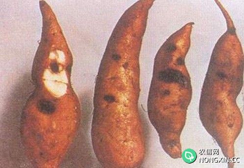 红薯疮痂病怎么防治