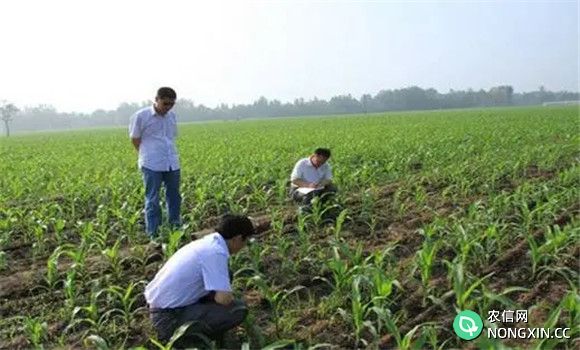 糯玉米如何进行水肥管理