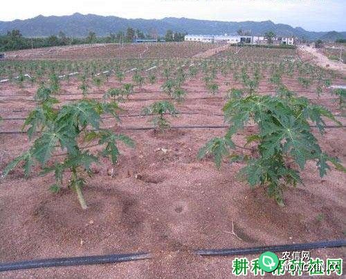 怎么样的土壤适宜木瓜生长