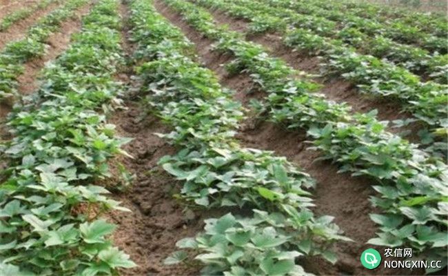 红薯种植提质增产的四个管理技巧
