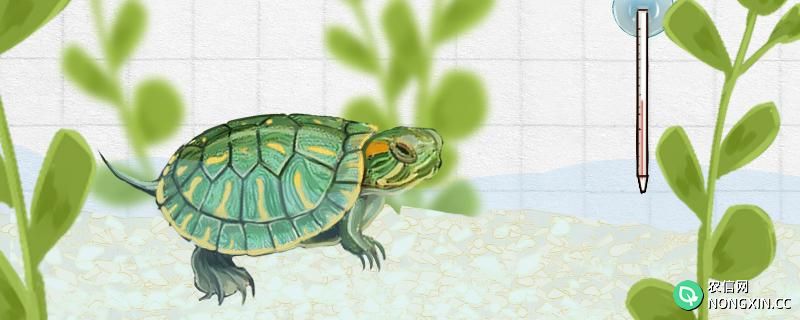 巴西龟换水可以直接用自来水吗