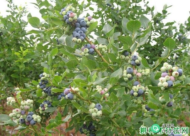 土壤PH值对蓝莓生长有什么影响