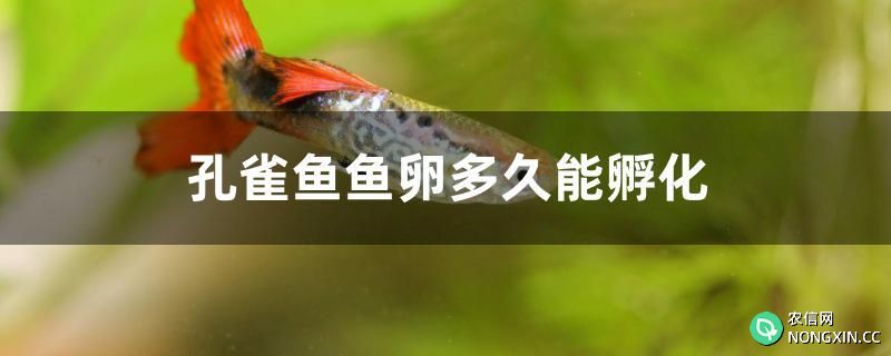 孔雀鱼鱼卵多久能孵化