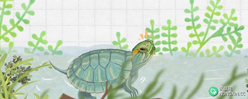 巴西龟和草龟哪个聪明，怎么训练