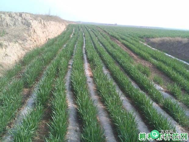 种植小麦盖地膜需要注意什么