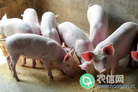 猪饲料中毒有什么症状