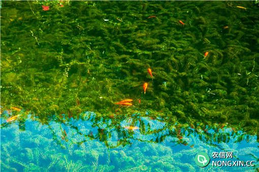 海花草的种植技术-摄图网