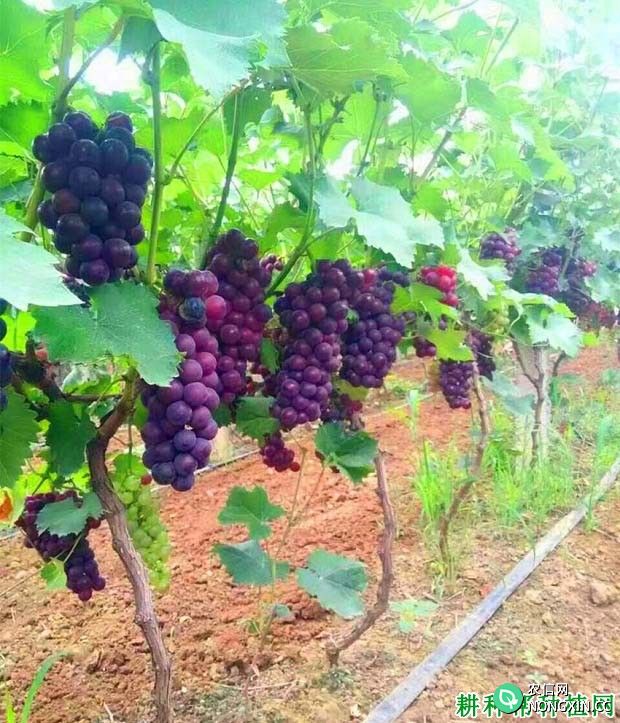 京超葡萄品种好不好 种植京超葡萄需要注意什么