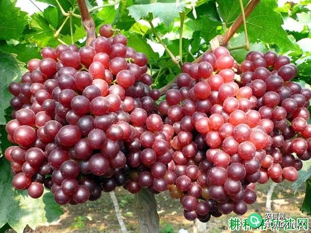 早熟红无核葡萄品种好不好 种植早熟红无核葡萄需要注意什么