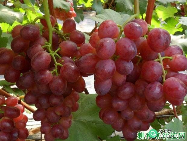 早熟红无核葡萄品种好不好 种植早熟红无核葡萄需要注意什么